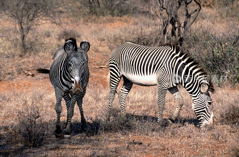 Two Grevy's Zebra